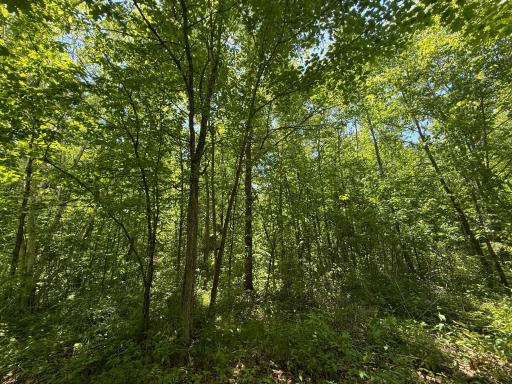 TBD Sandhill Crane Ln, Pine City, MN 55063
