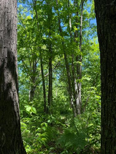 TBD Sandhill Crane Ln, Pine City, MN 55063