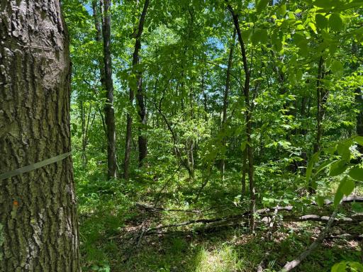 TBD Sandhill Crane Ln, Pine City, MN 55063