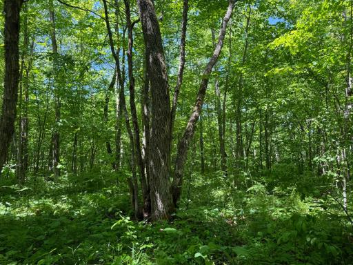 TBD Sandhill Crane Ln, Pine City, MN 55063
