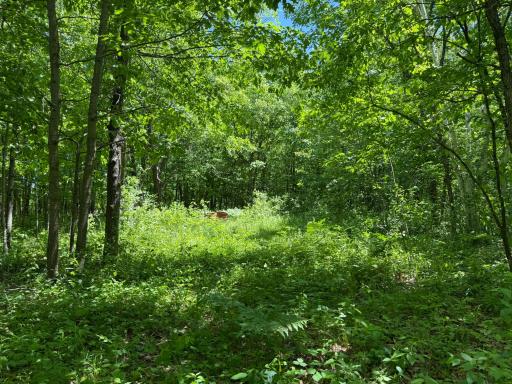 TBD Sandhill Crane Ln, Pine City, MN 55063
