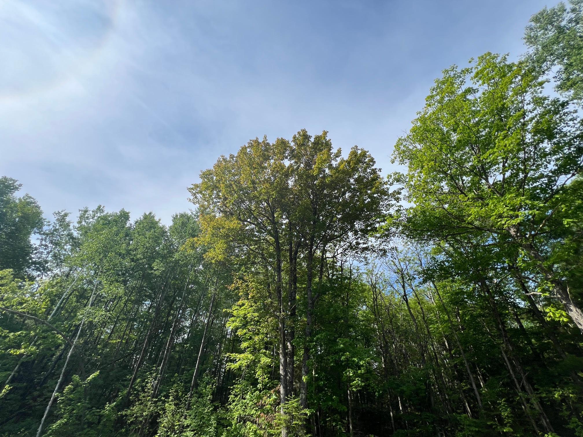 Mature forest
