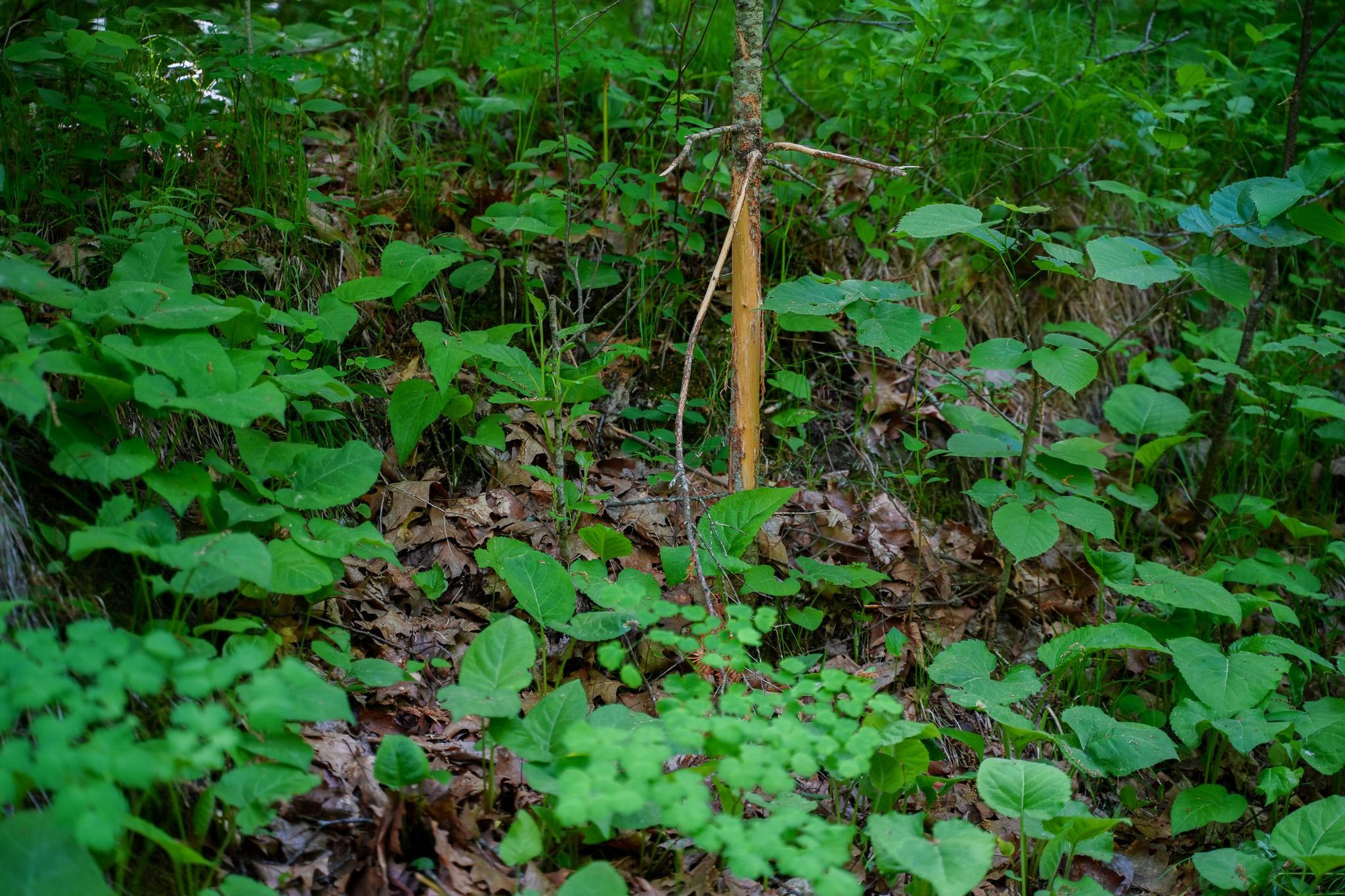 DSC00220.jpg