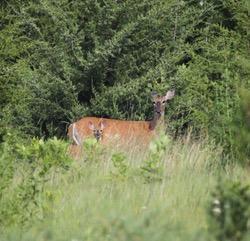 Plenty of wildlife seeing on the property