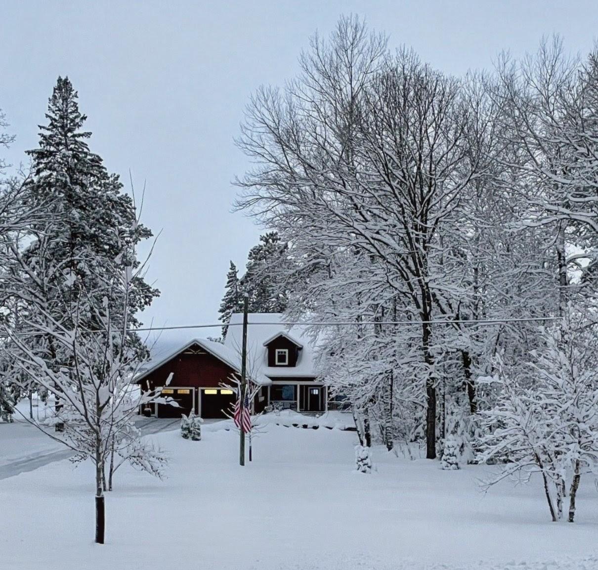 Gorgeous winter trees