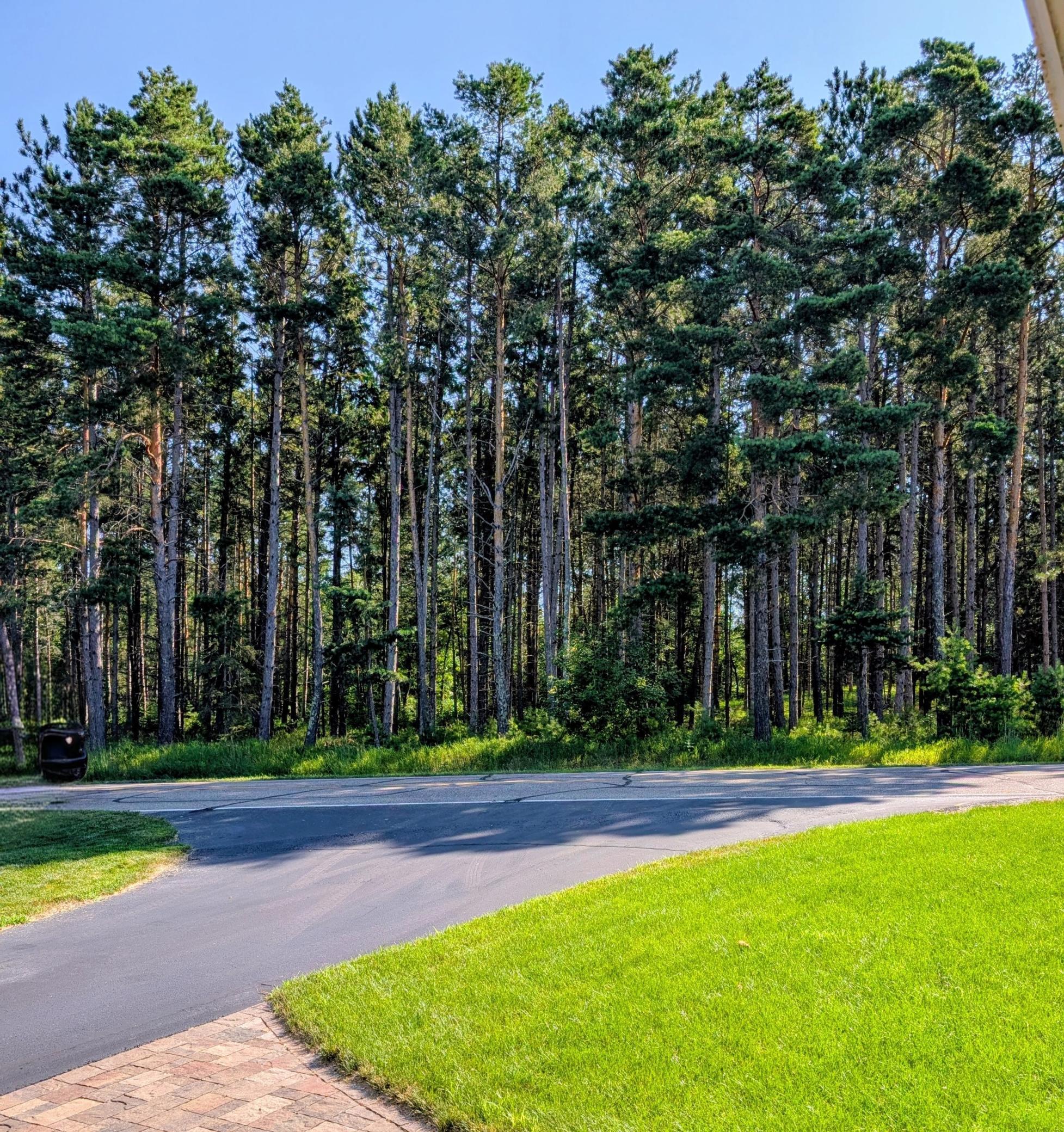 Acres of trees line the road