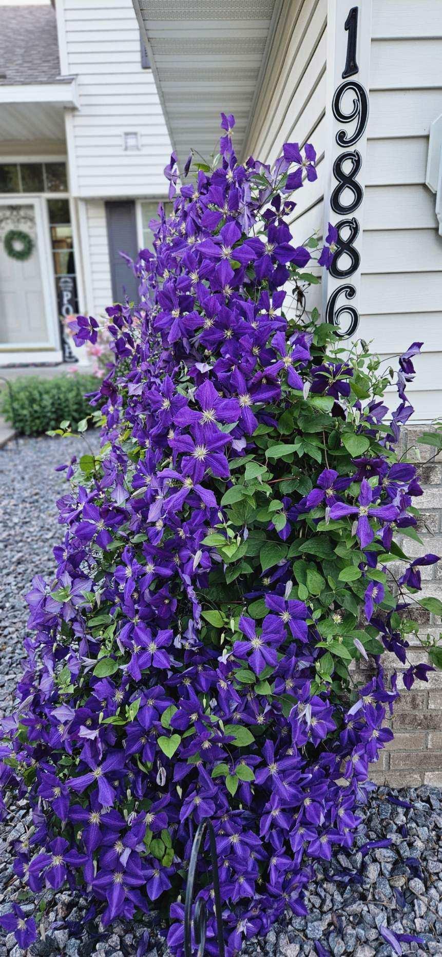 Front Flowers When in Bloom