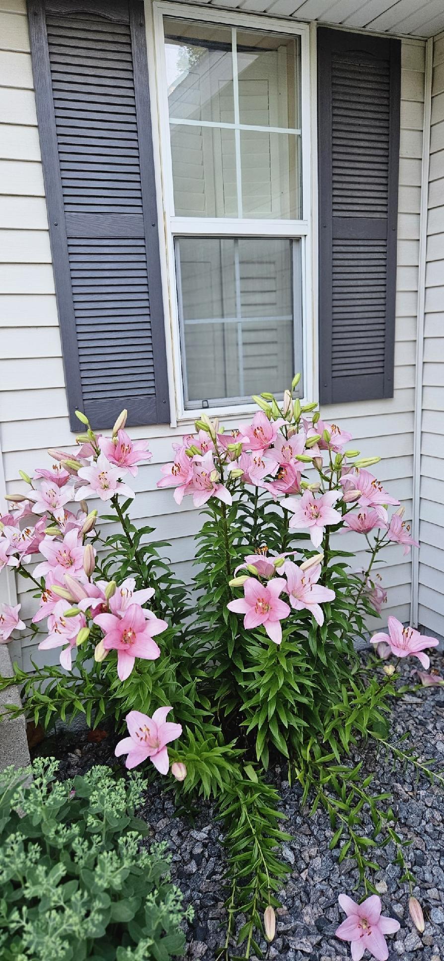 Front Flowers When in Bloom