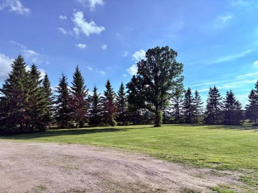 Large mature treed in yard