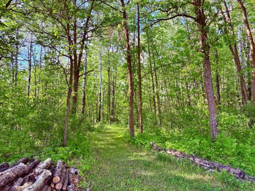 Wooded trails