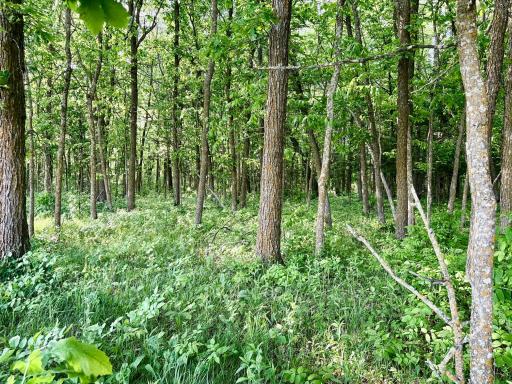 Lots of mature woods