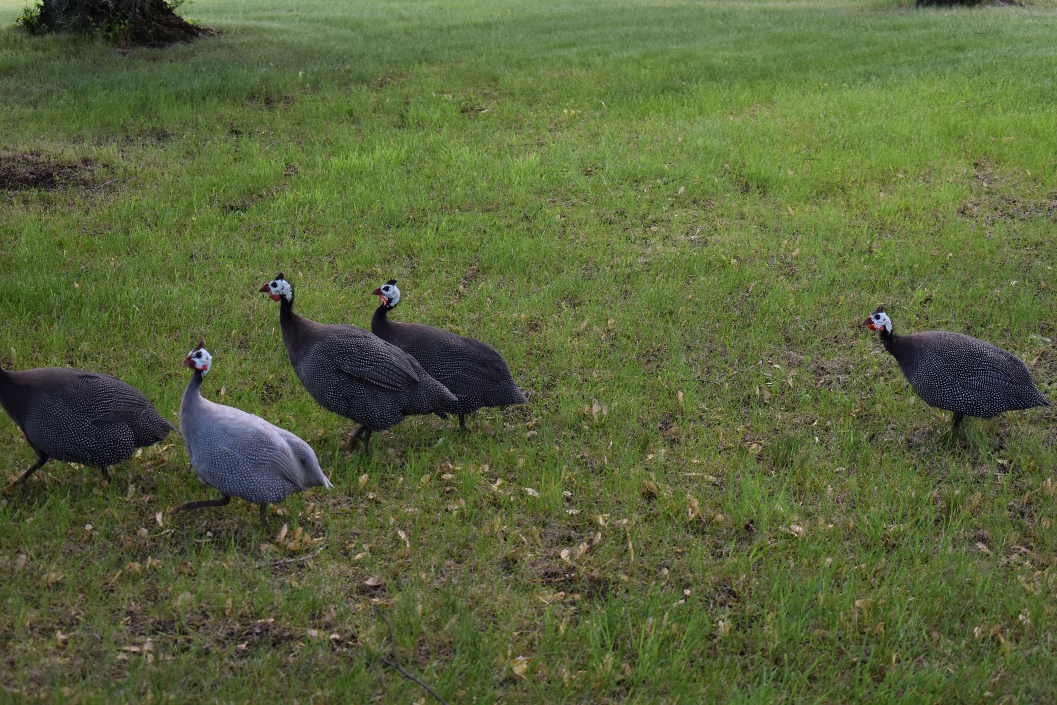 DSC_0034.JPG