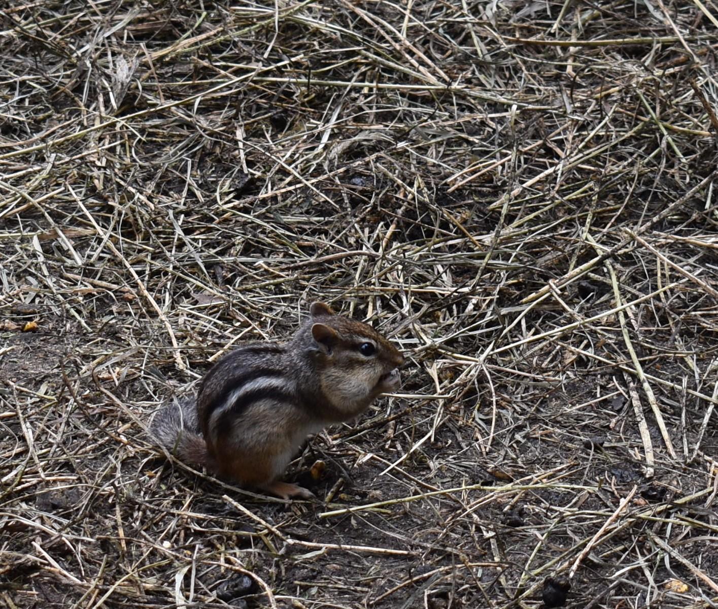 DSC_0046.JPG