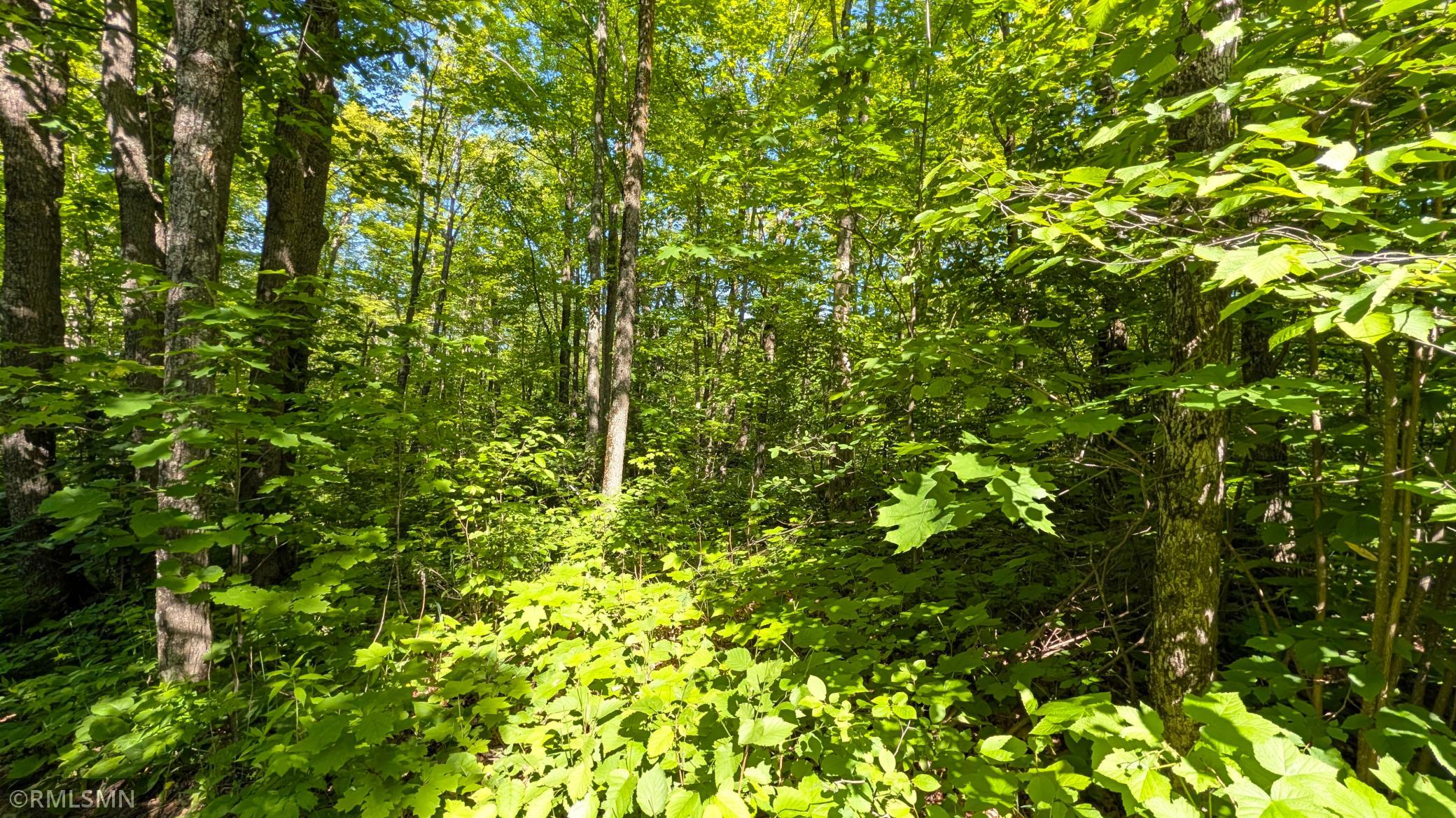 Maple forest