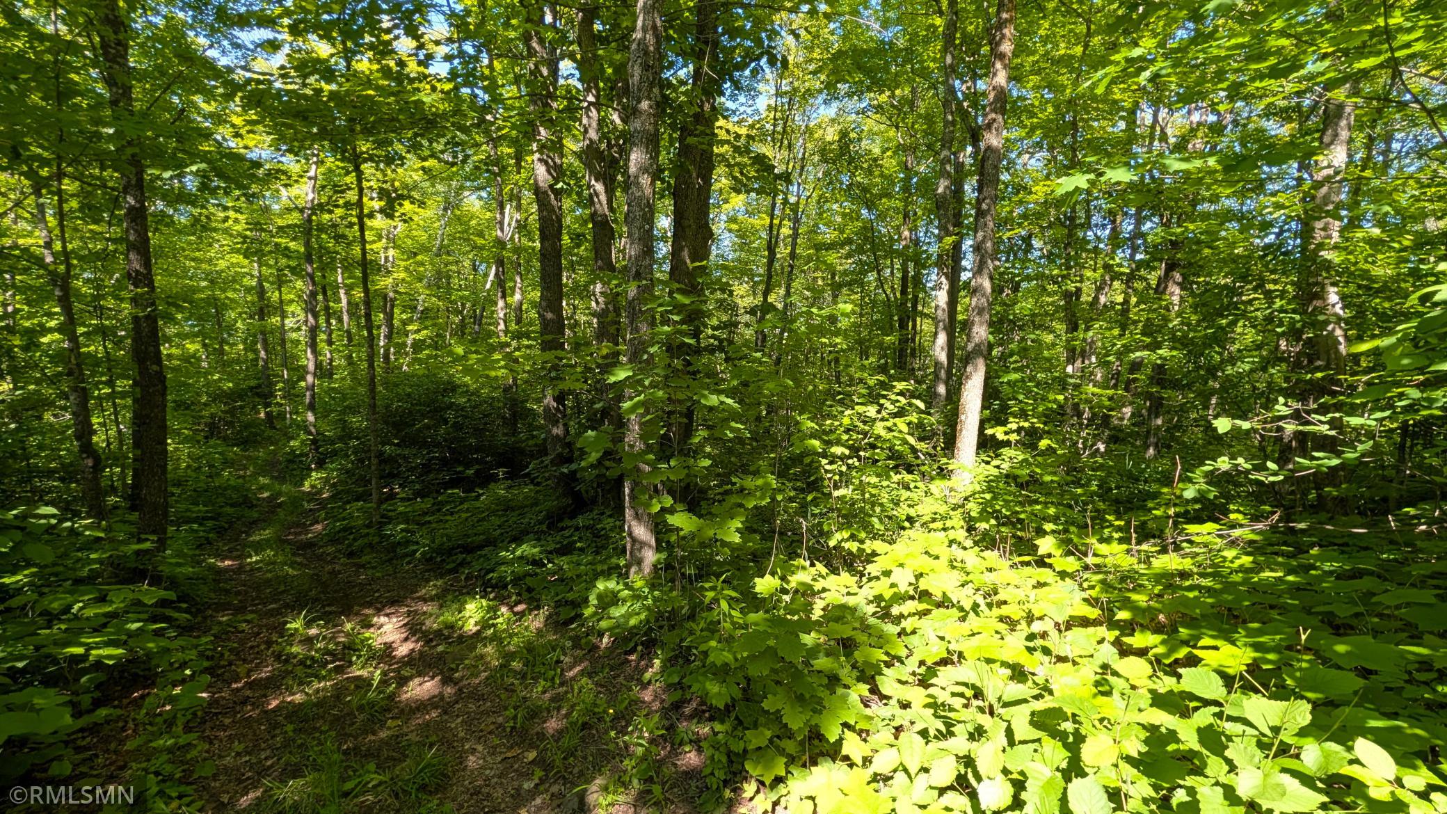 top of the ridge forest