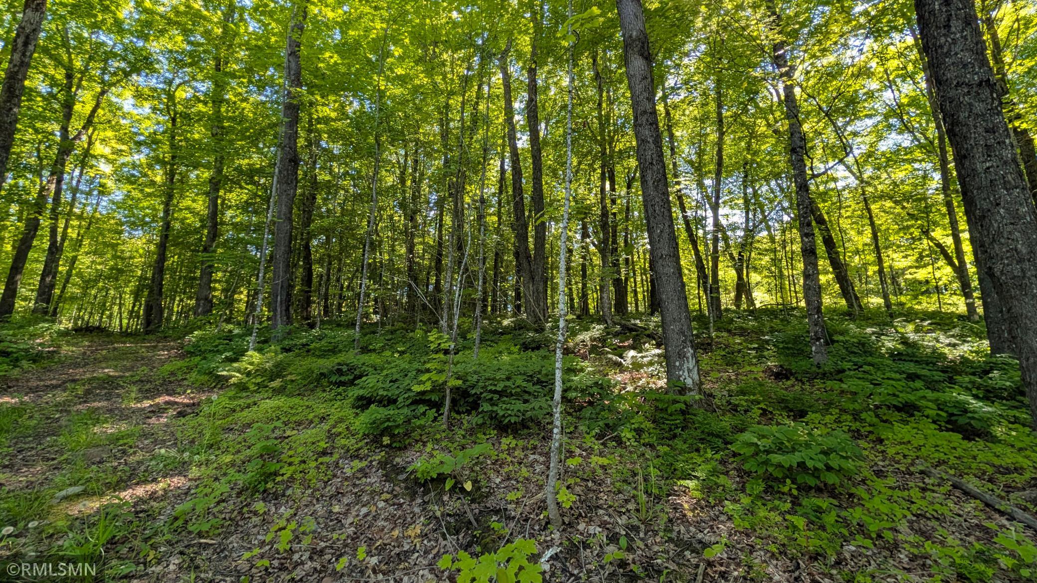 Maple Forest