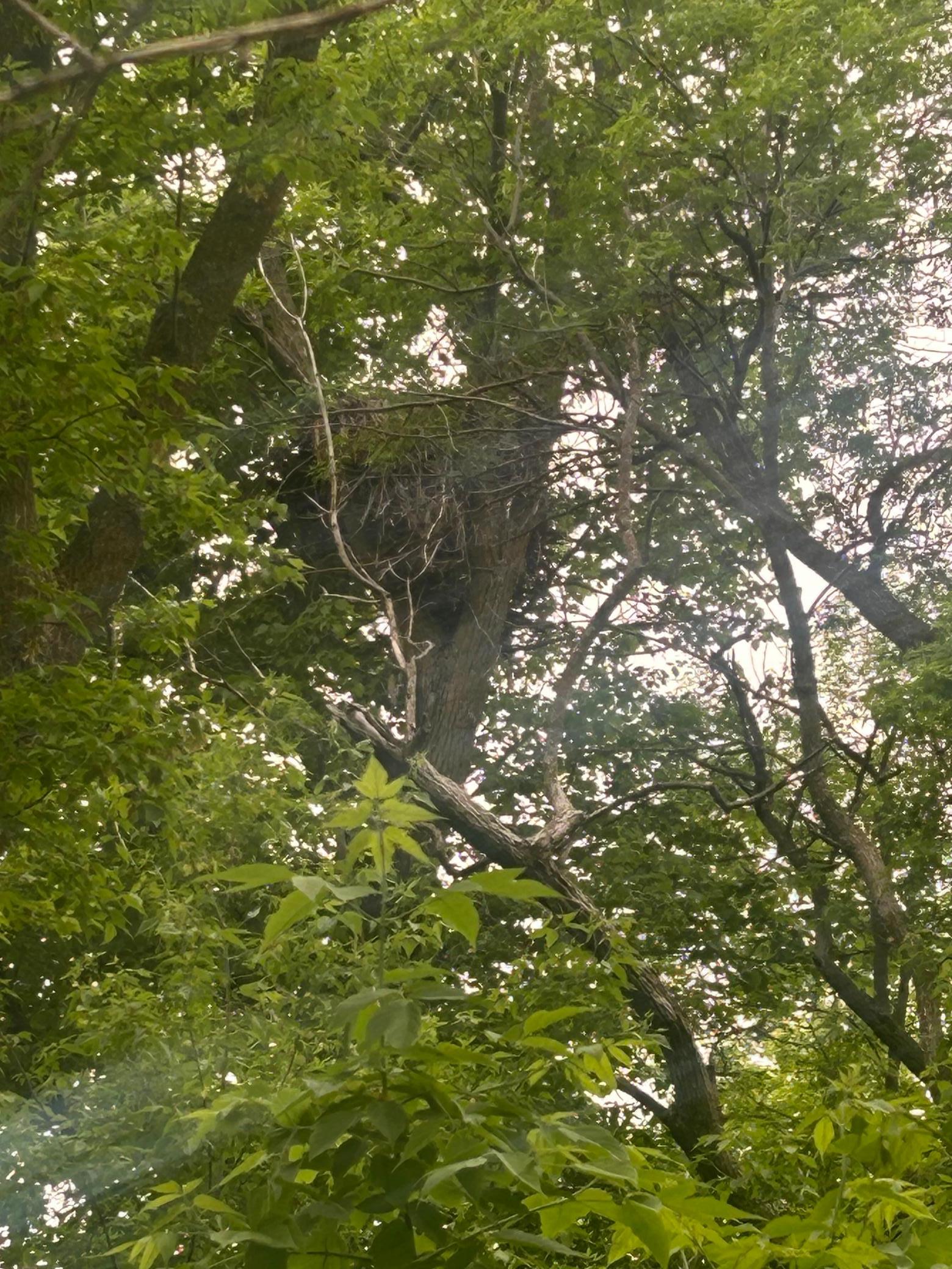 Nest - Nature Doesn't Get Much Closer