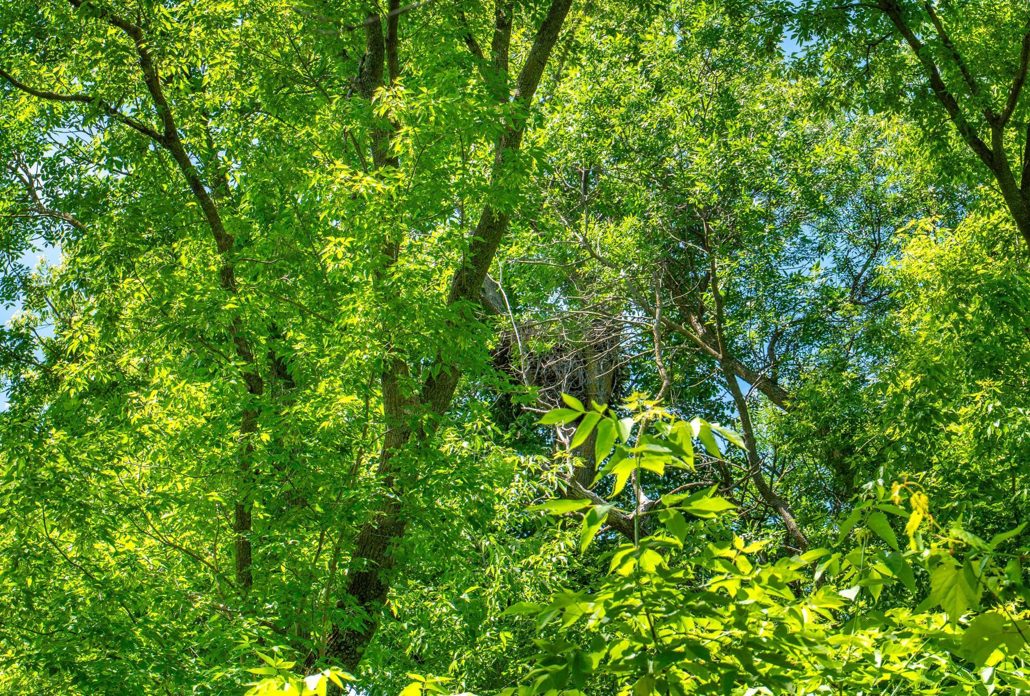 Active Bald Eagle Nest