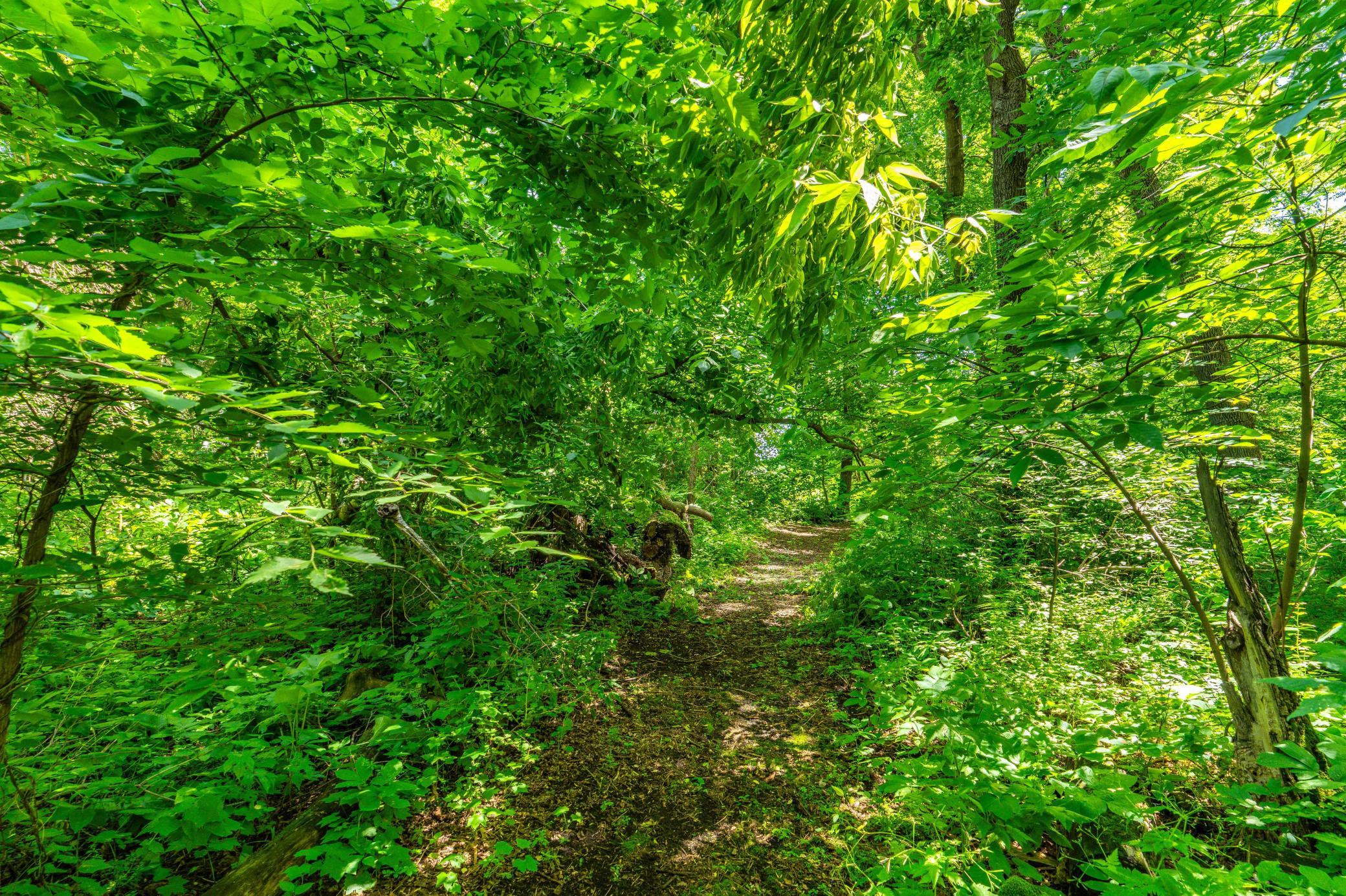 Magical Trail System
