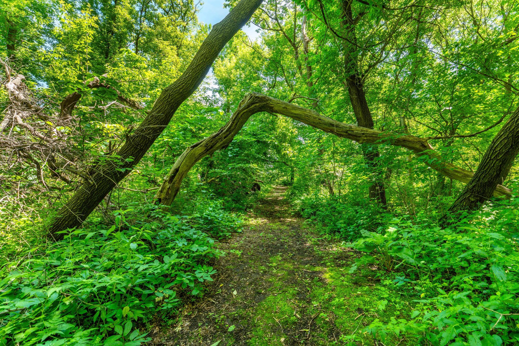 Arch Over Trail