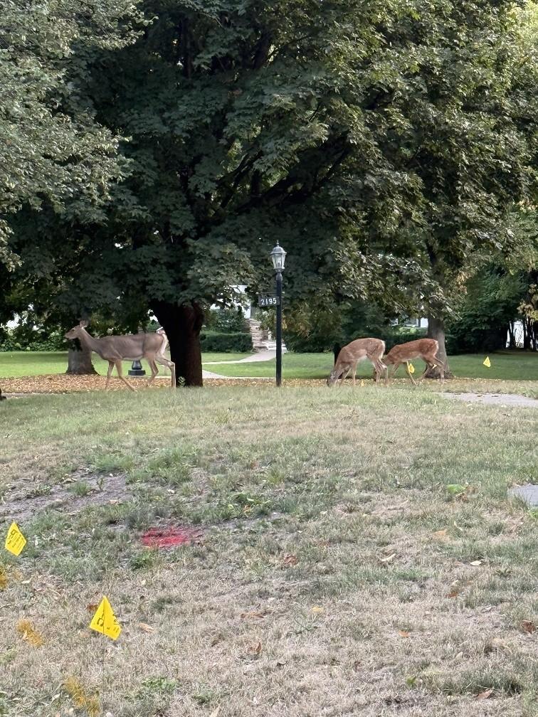Deer in Yard 2.jpg