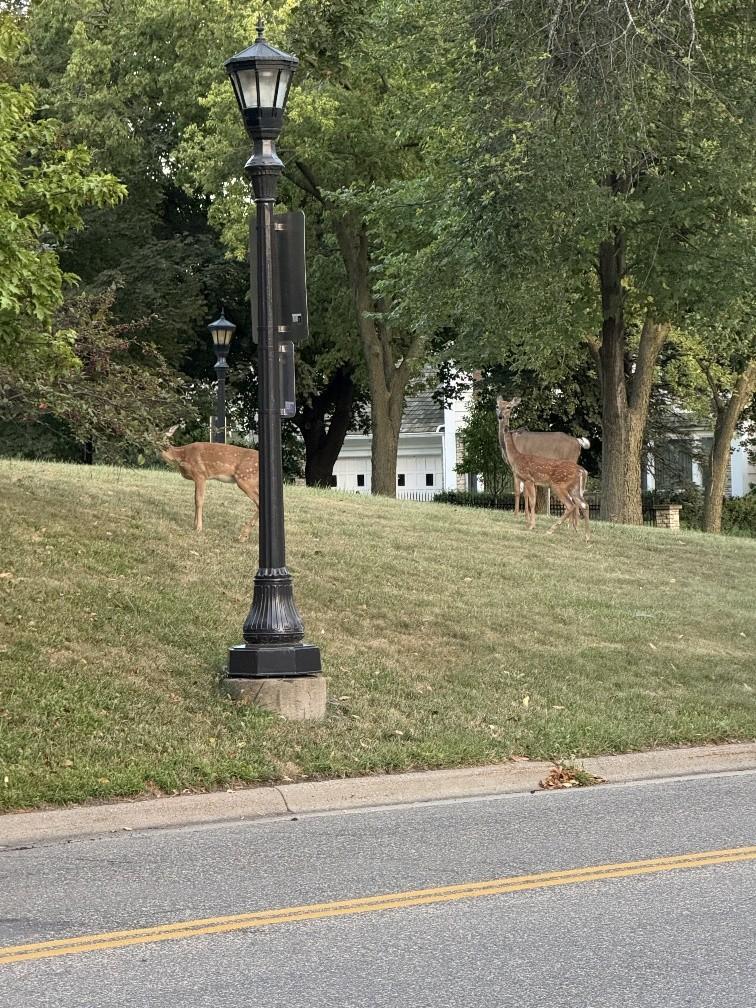 Deer in Yard 1.jpg