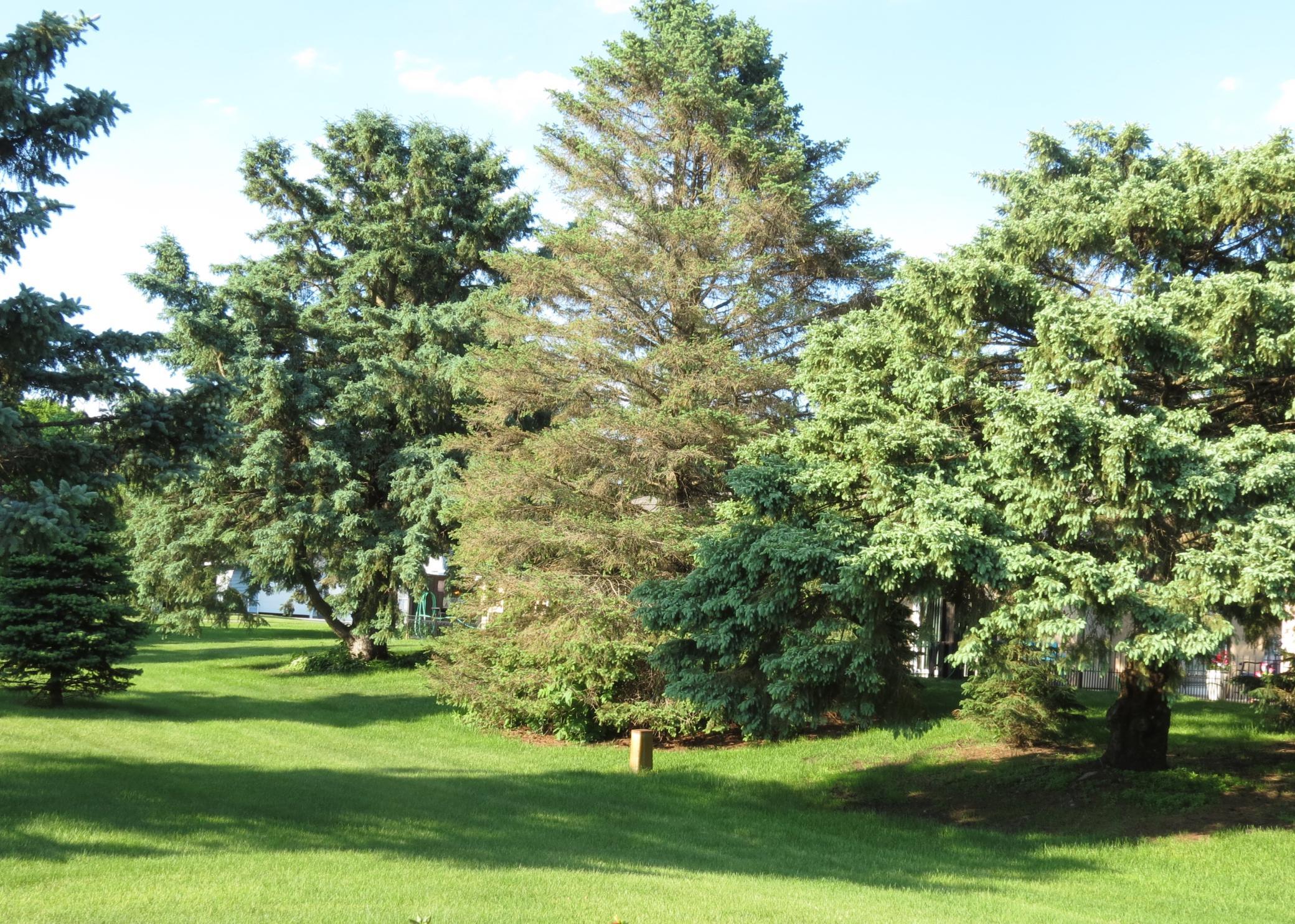Property peeks out in the trees