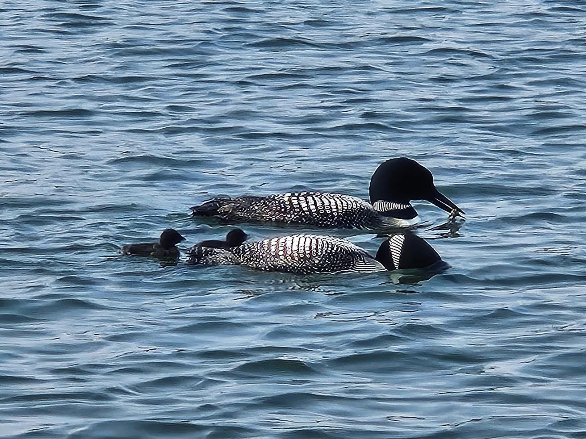 Listen to the loons, paddle the lake and watch the sunsets.