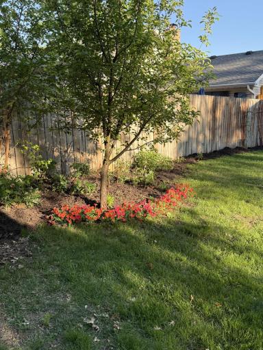 One plum tree, raspberries and two apple trees.
