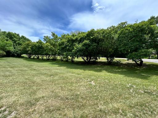 The row of trees in the front yard provides privacy from the street in front.