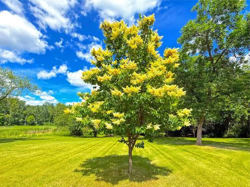 Beautiful tree in front yard.