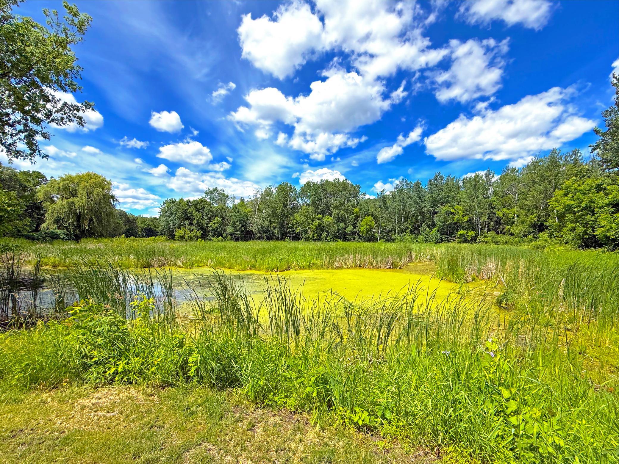 The pond in the backyard attracts an abundance of wildlife.