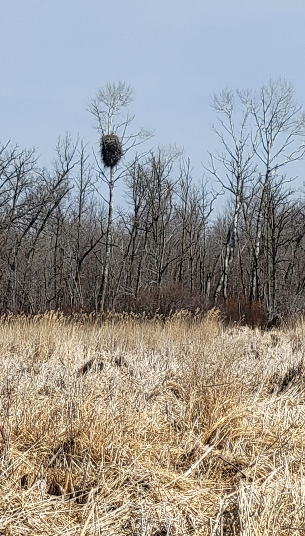 Close up of eagles nest.