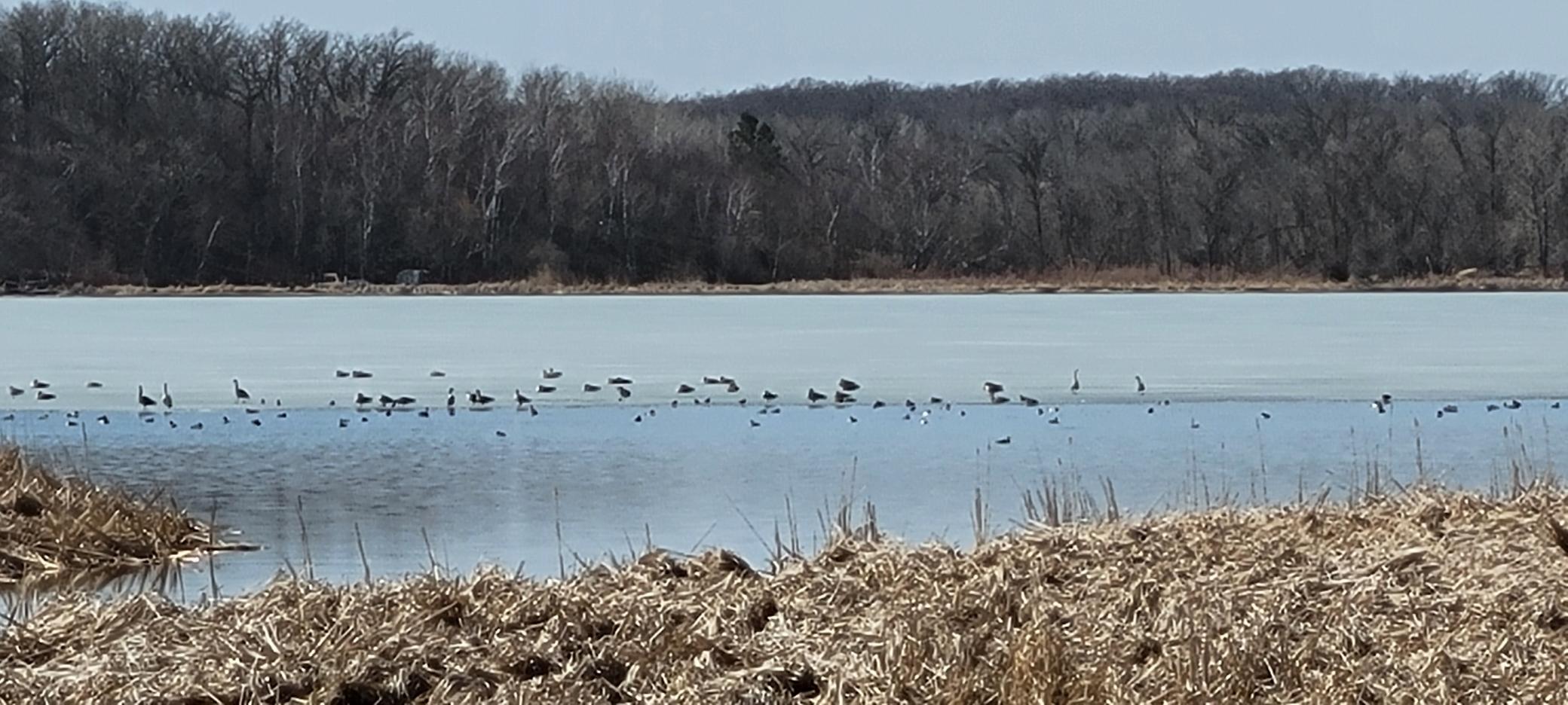 The spring migration is on.
