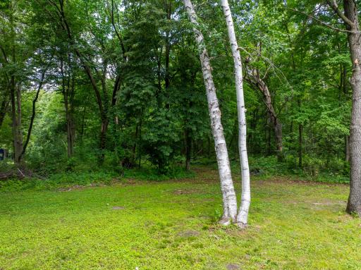 Backyard adjacent to forest and is full of wildlife