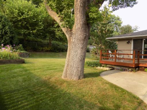 Fenced Yard