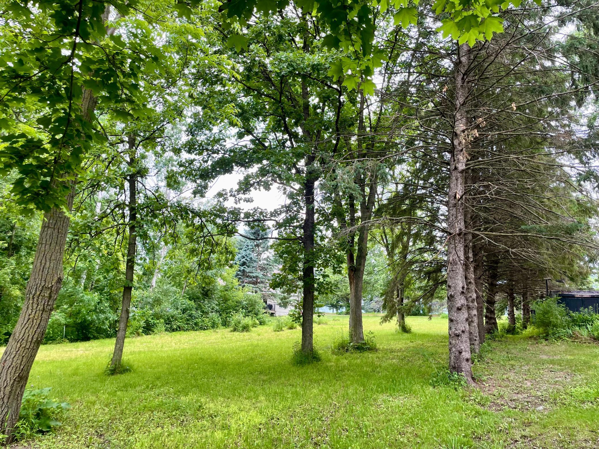 Mature Hardwoods & Pine Trees Line The Edge Of Lot
