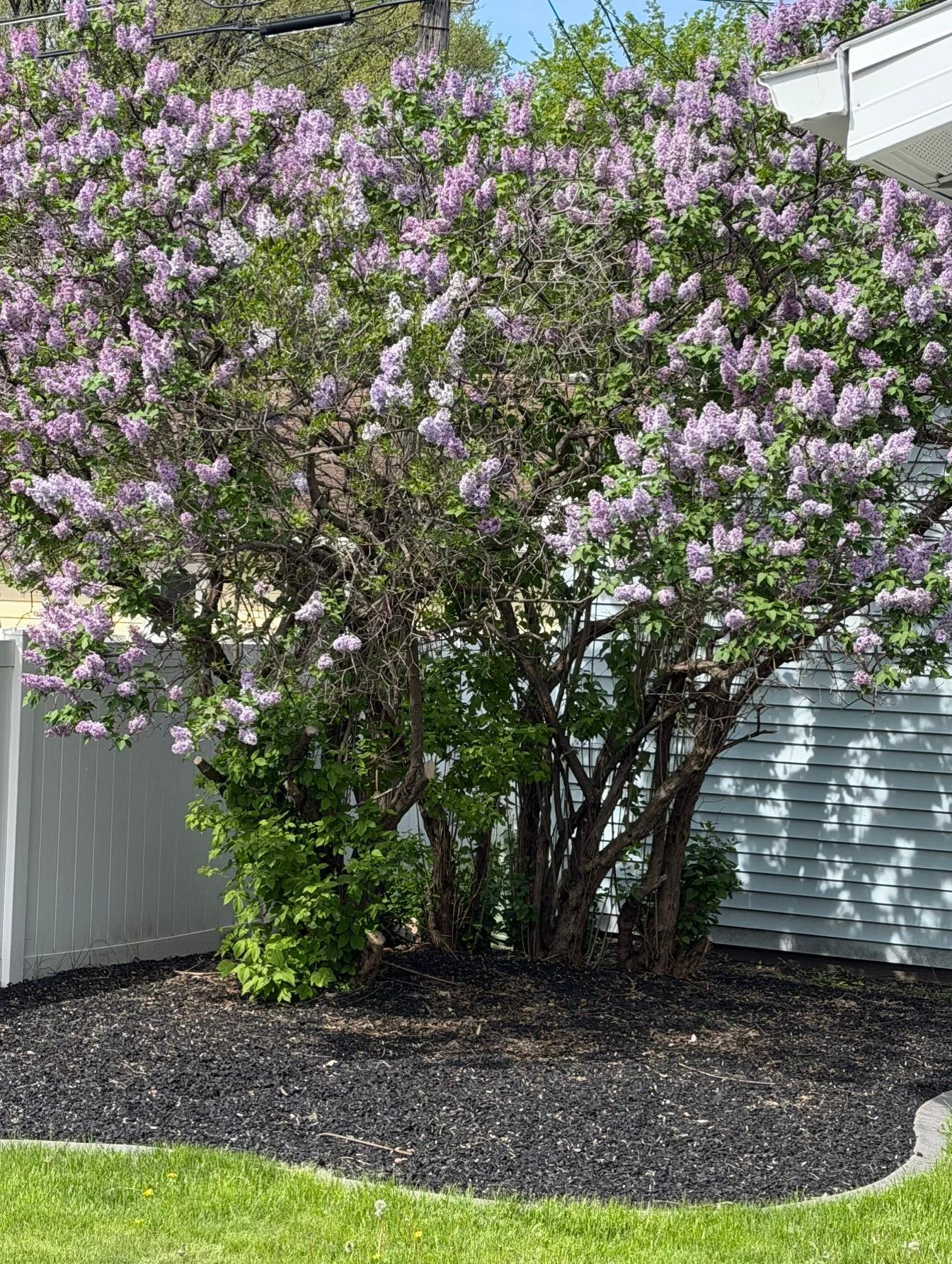 Lilac