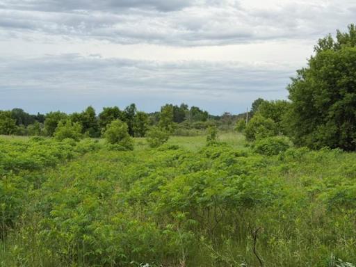 Tract B 113 Street, Ashby, MN 56309