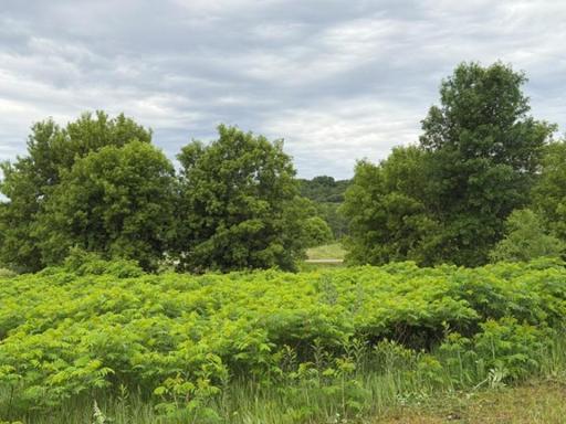 Tract B 113 Street, Ashby, MN 56309