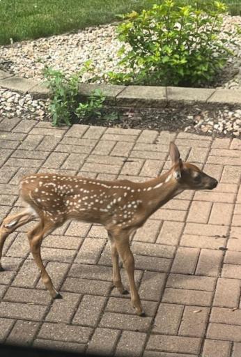 3 day old Fawn in Back yard born in the neighborhood that has a very rural feel but is close to amenities and schools