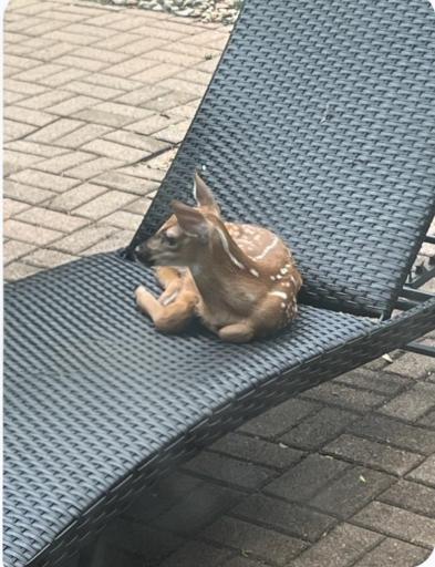 3 Day old Fawn on Patio in Back yard lounge chair this happened a few weeks ago