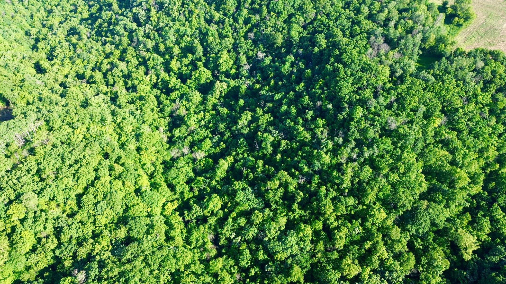 DJI_0428.JPG
