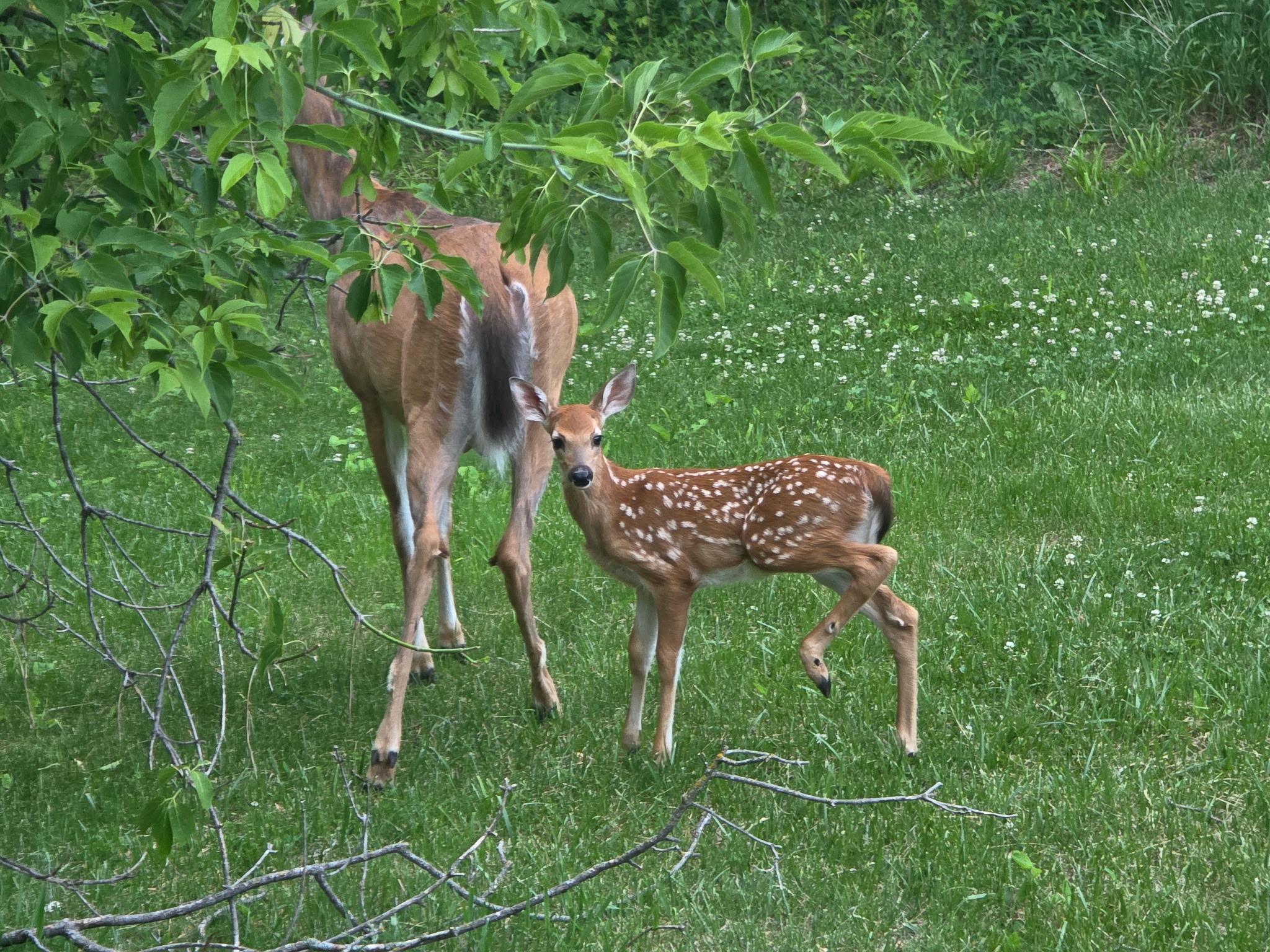 Wildlife Galore