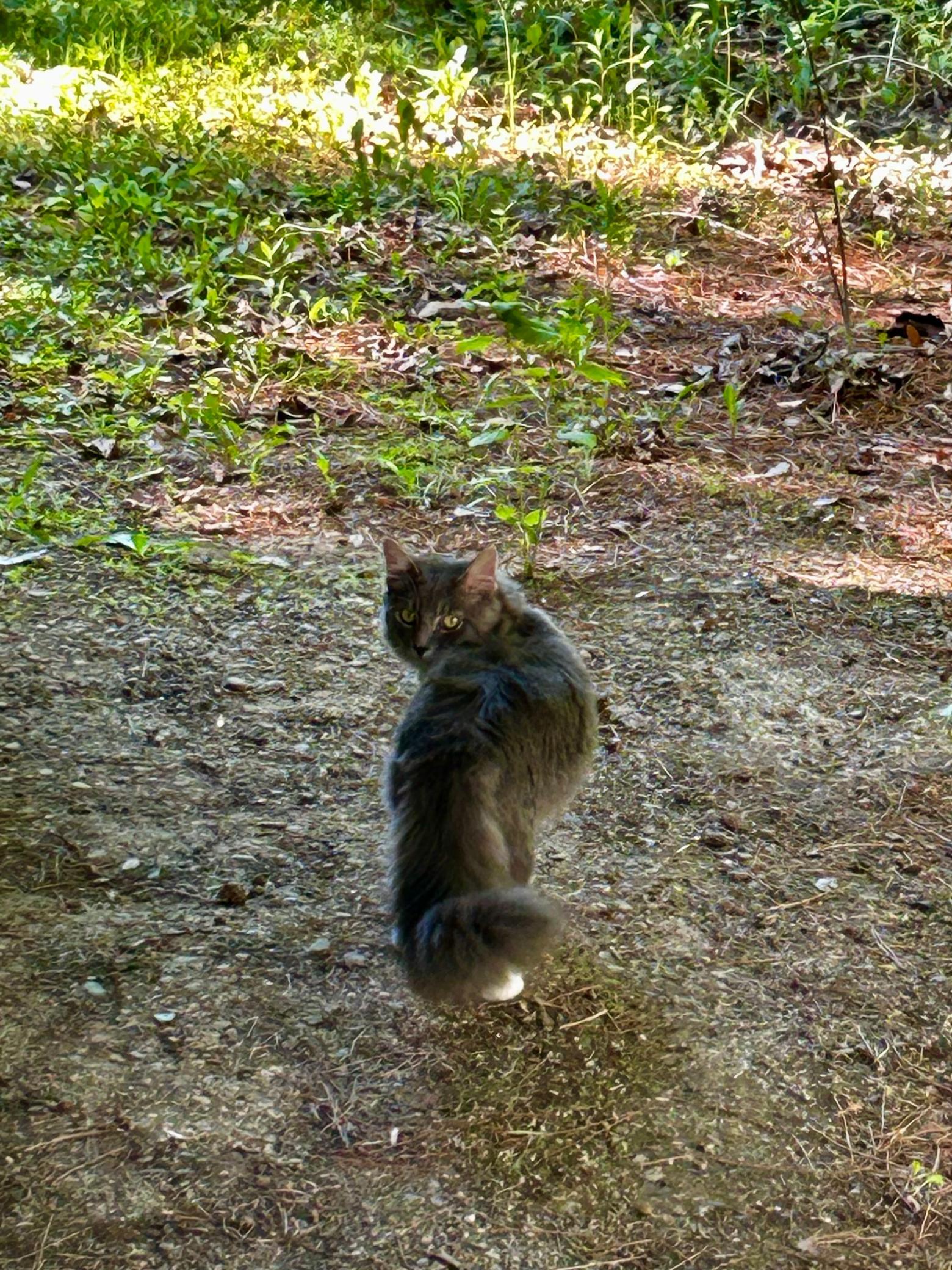 One of the locals is keeping watch over the site. Super friendly