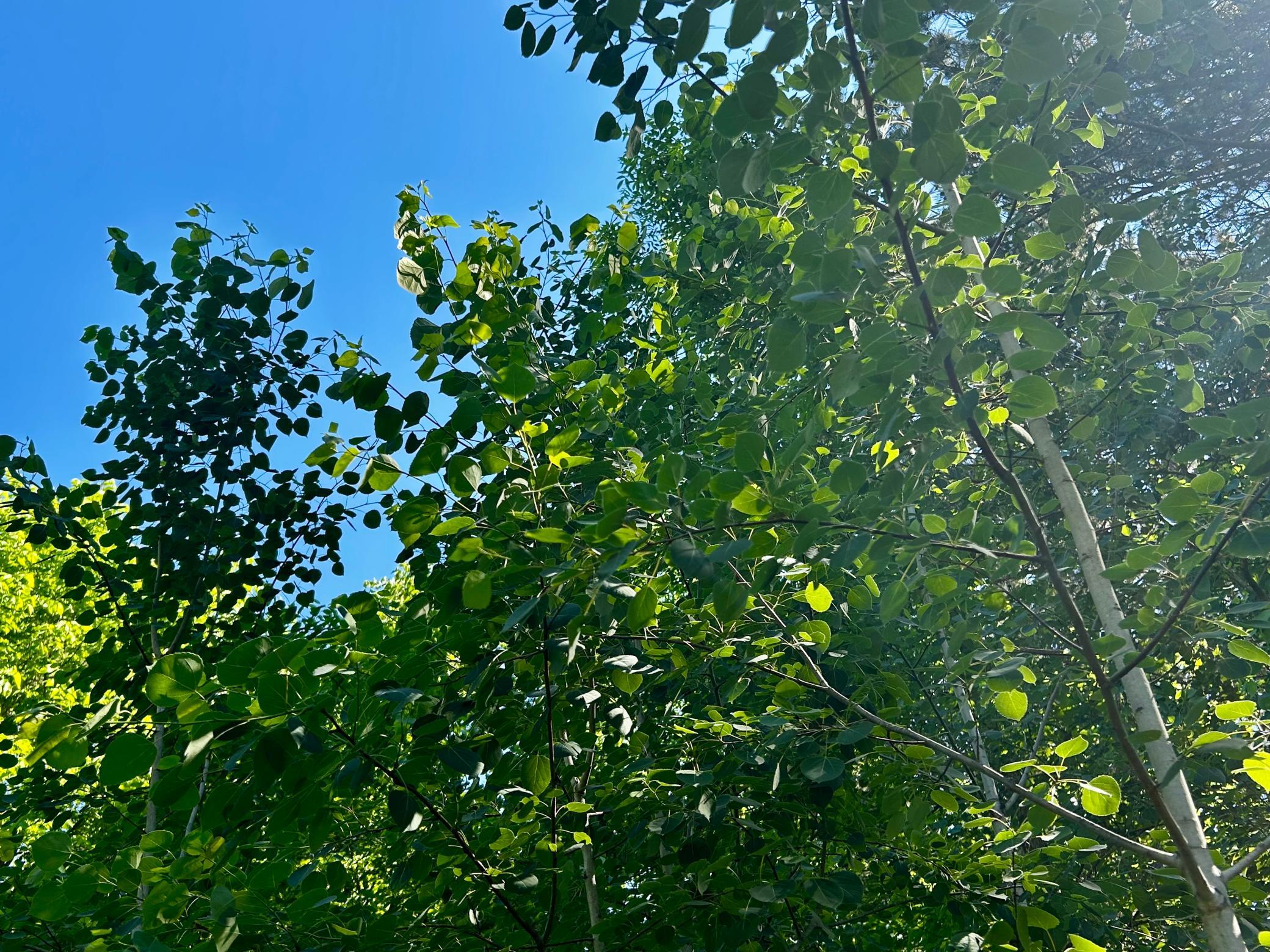 Wooded lot - Trees are in abundance surrounding the site