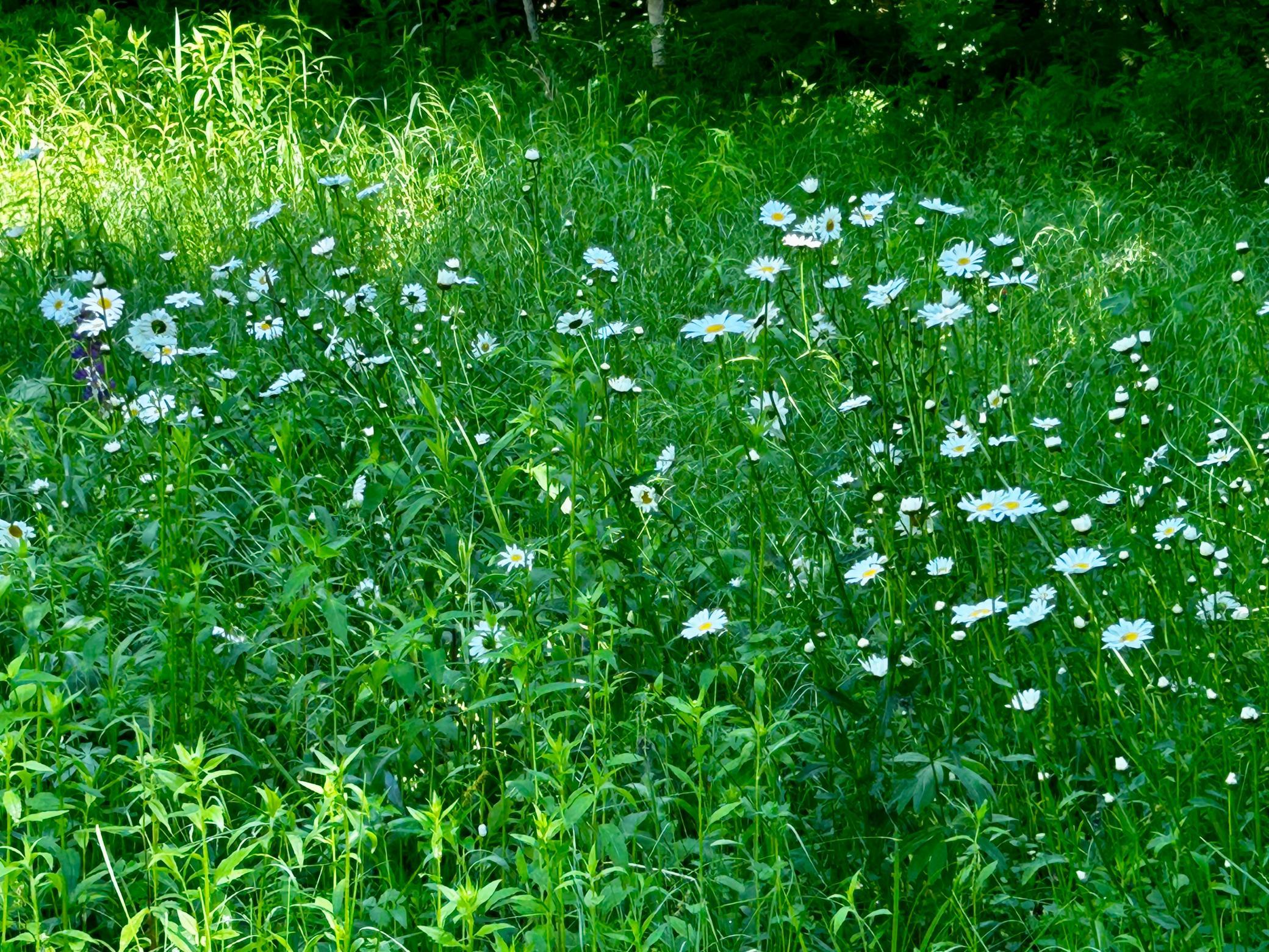 Wooded lot - Lots of wildflowers are planted throughout the space