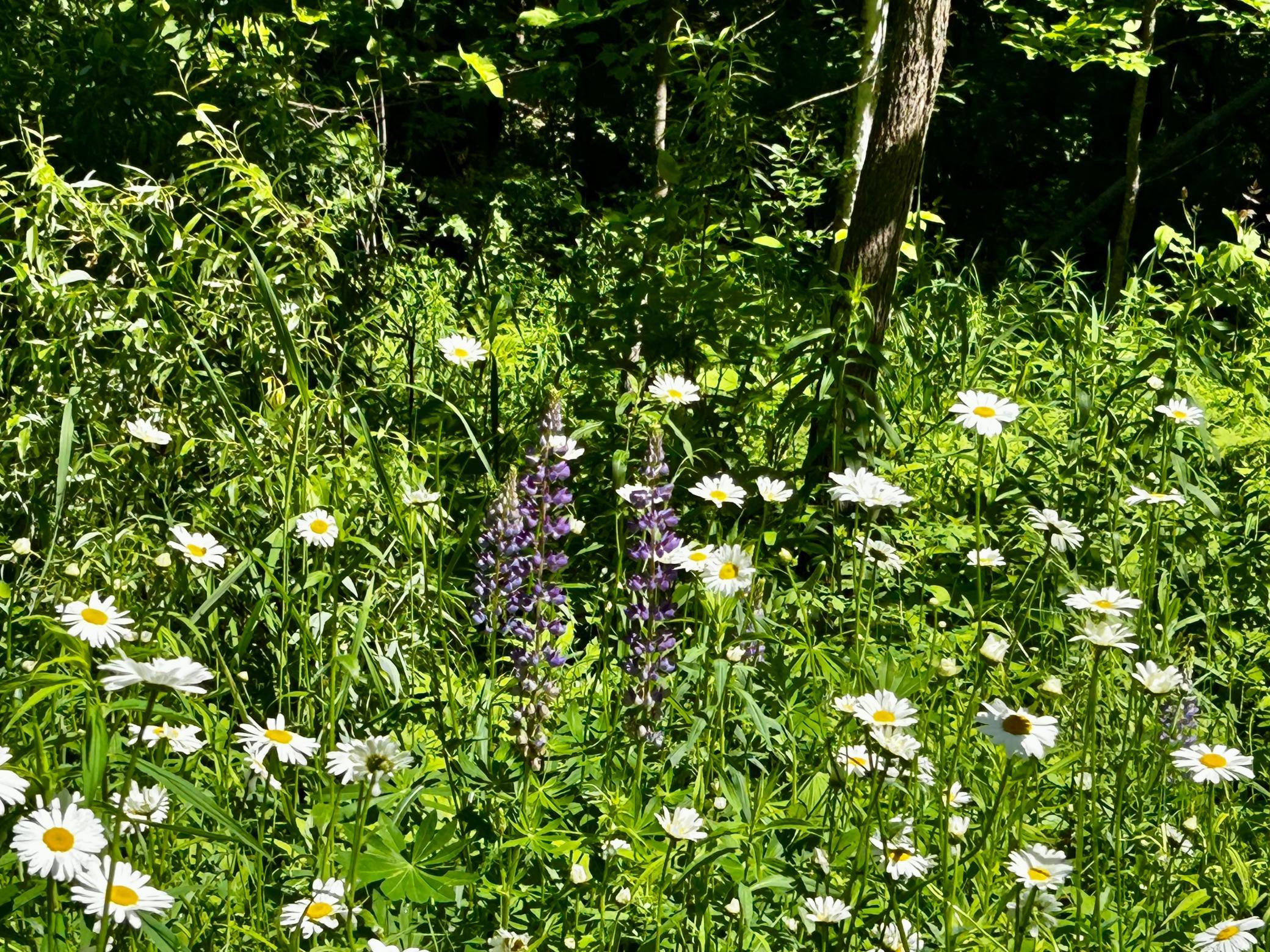 Wooded lot - Lots of wildflowers are planted throughout the space