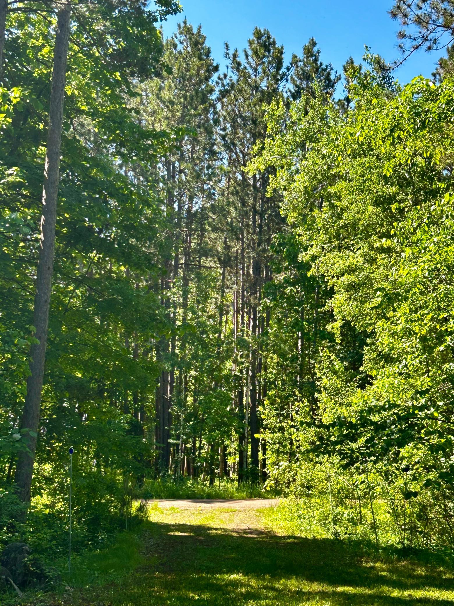 Driveway - The main driveway into the site