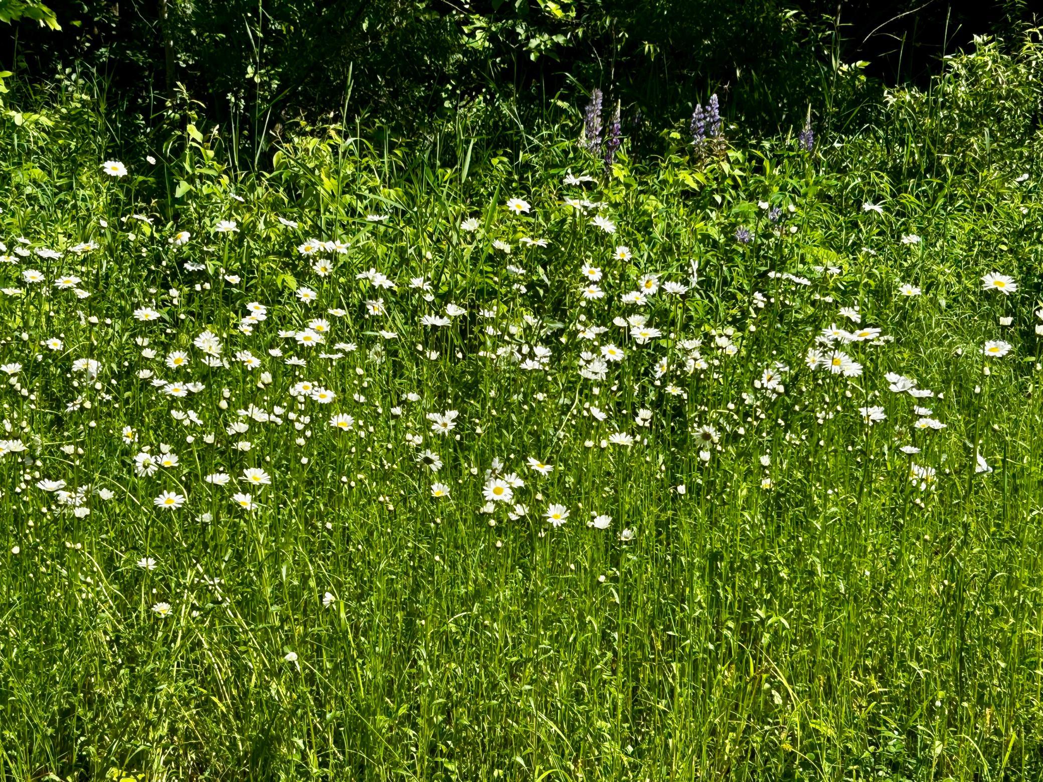 Wooded lot - Lots of wildflowers are planted throughout the space